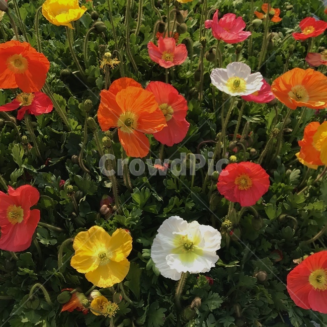 양귀비꽃,봄꽃,plant,flower,blossom