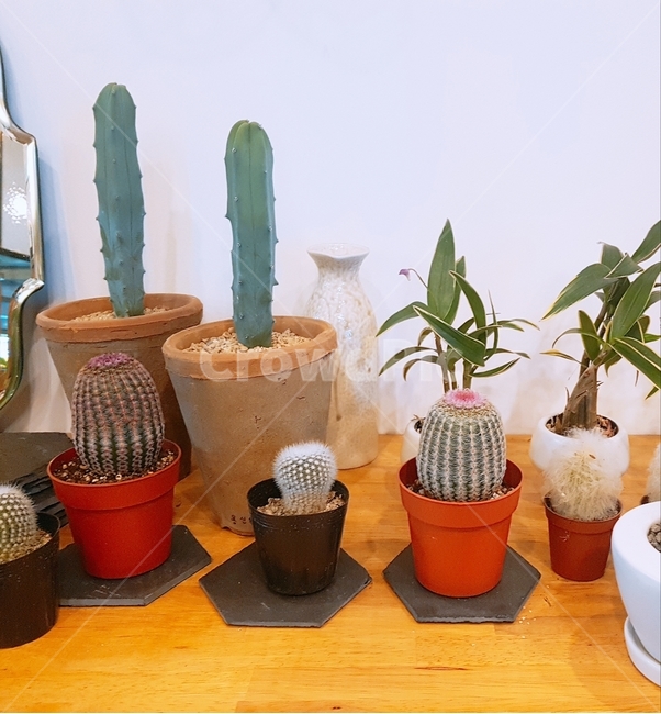 선인장,화분,다육이,배경,감성