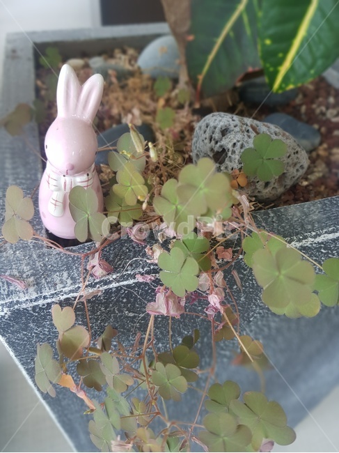 화분,인테리어,토끼,꽃,조경