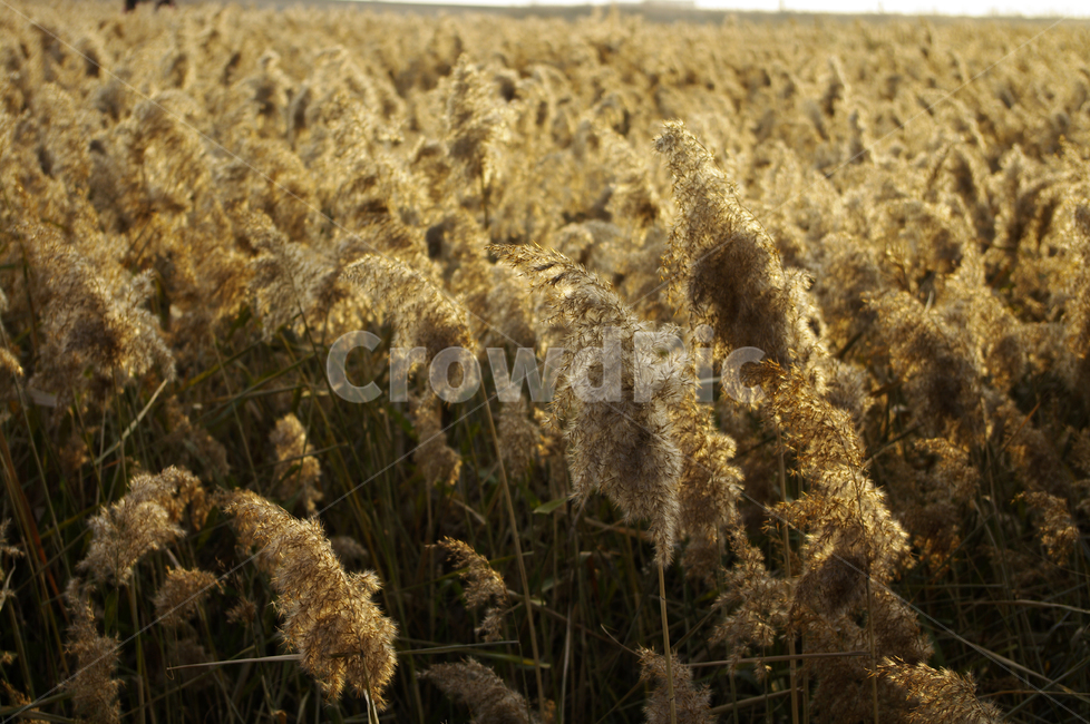 풍경,갈대밭,갈대,식물,plant,가을,계절,fall,autumn,season,자연,풍경,nature,landscape,grass,잔디