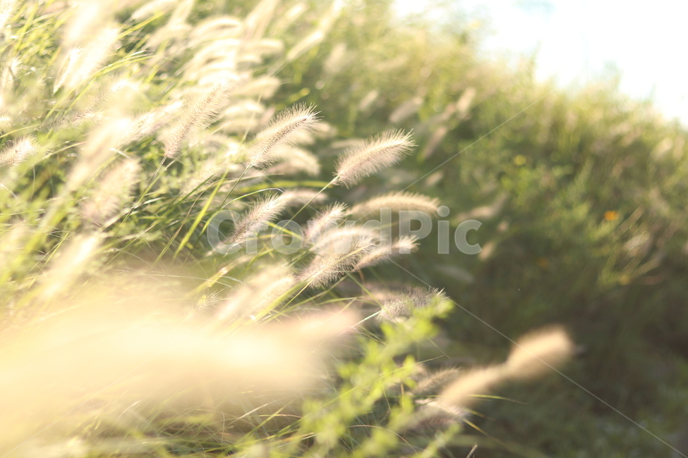 강아지풀,가을,따뜻함,햇빛,따스함,갈대,억새,가을,계절,fall,autumn,season,식물,자연,plants,nature,grass,잔디,plant,lawn