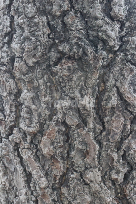 plant,식물,tree,나무,treetrunk,나무줄기,나무껍질,나무패턴