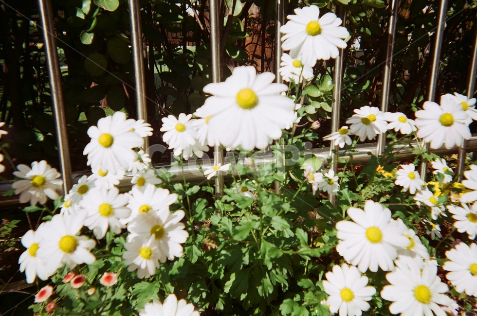 꽃,길거리,산책,무드,감성,데이지꽃,blossom,flower,daisies,daisy,데이지,plant,식물,필름,film,색감,emotion,daily,sensible,feeling,healing,landscape,감성사진