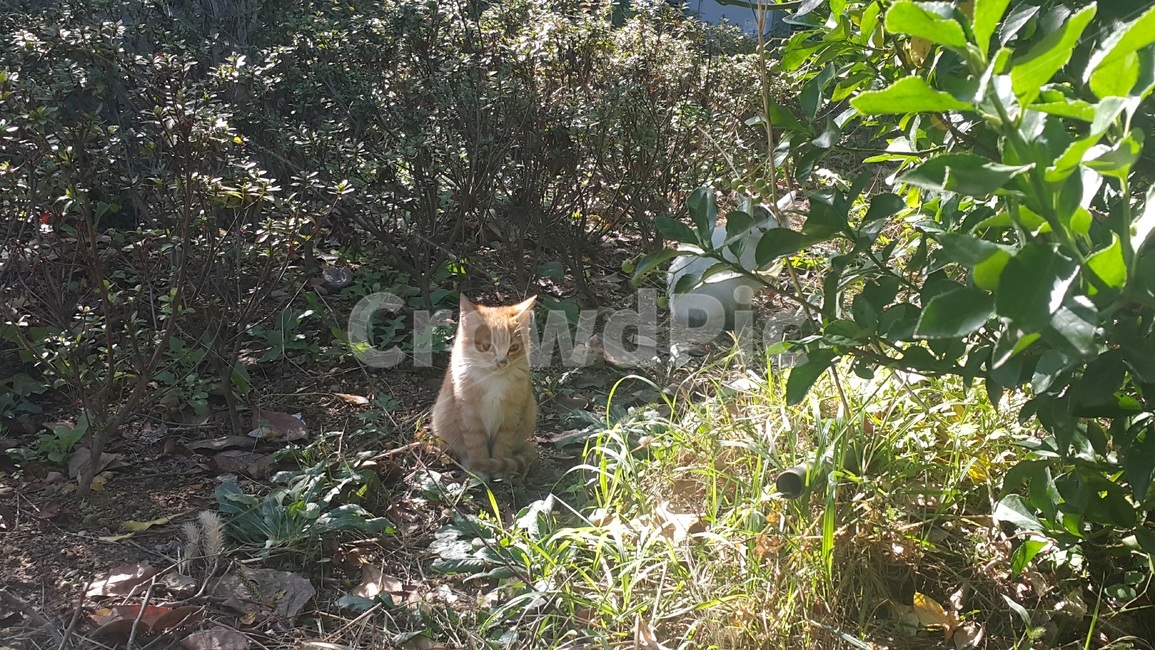고양이,cat,plant,식물,야외,길고양이,귀여움,cute