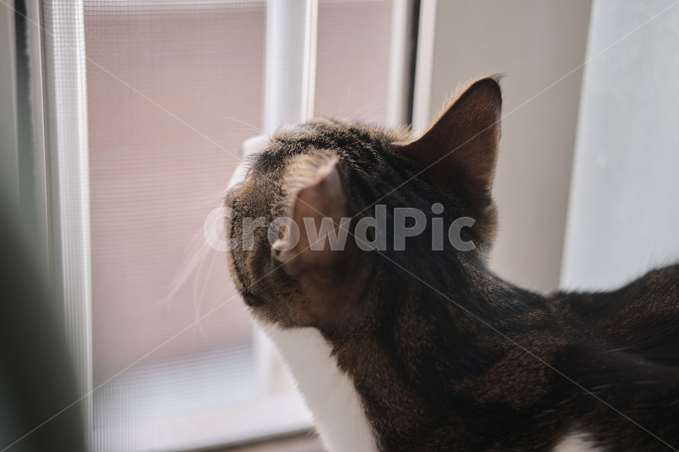 cat,고양이,pet,애완동물,animal,동물,home,집,동물,animal,포유류,mammal,고양이,cat,kitten,kitty