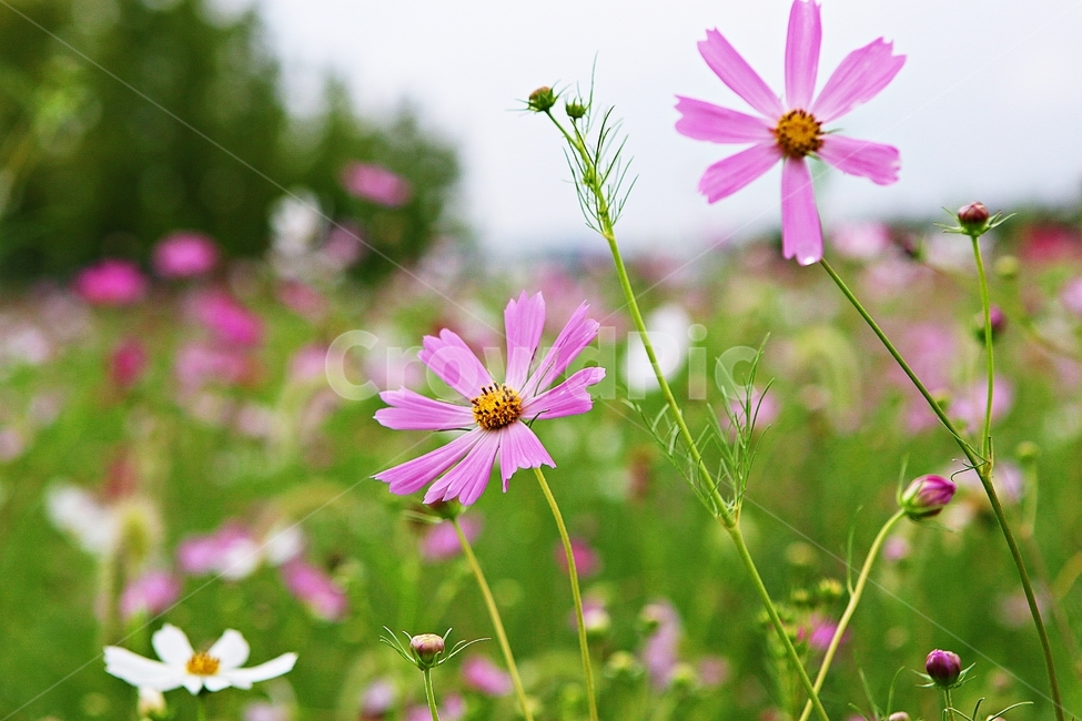 코스모스,꽃,꽃잎,들꽃,식물,가을꽃,가을,공원,자연,식물,자연,plants,nature,꽃,flower