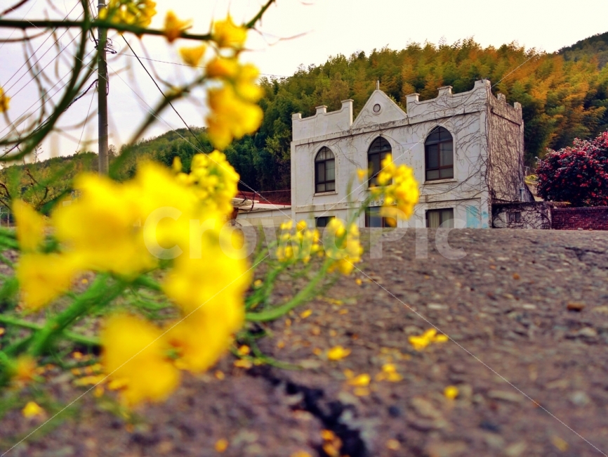 교회,길,유채꽃,조용한마을,드라이브,식물,자연,plants,nature,꽃,flower,종교,신앙,religion,belief,faith