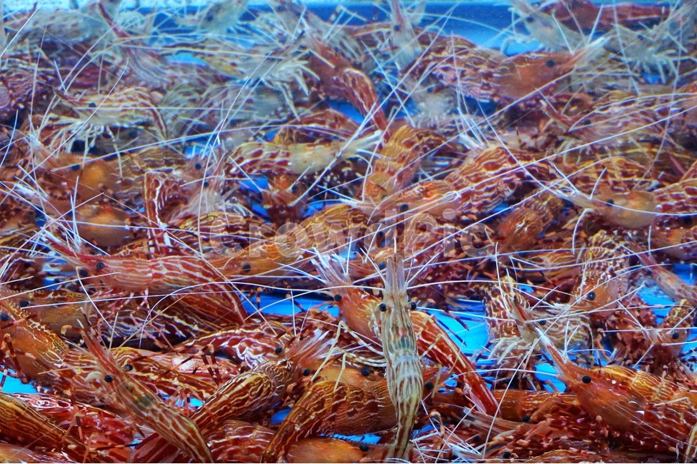새우,딱새우,꽃새우,shrimp,해산물,수산물,해물,cook,food,meal,신선하다,싱싱하다,살아있다,생생하다,수중,수족,수족관,seafood,fisheryproducts,청정,깨끗하다,깔끔하다,시원하다,식재료,음식,먹방,횟집,단체,모여있다,모임,다수,주황색,음식,식재료,요리,food,cook,meal,dishes,food reserves,수산물,해산물,fishery products,seafood