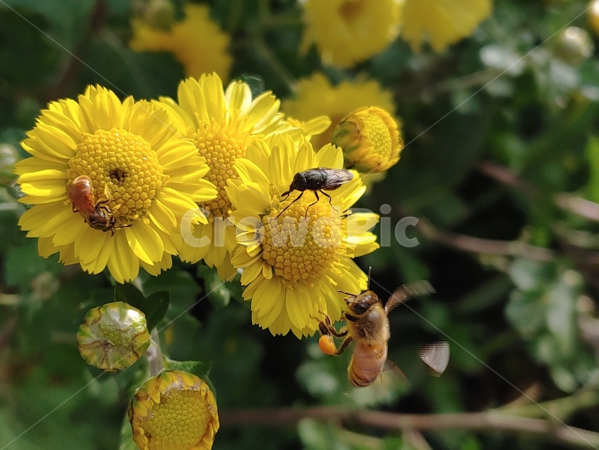 insect,곤충,bee,벌,꿀벌,honeybee,기생파리,국화,소국