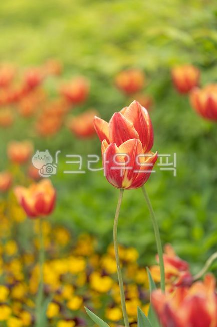 petal,Tulip,bokeh,tulip,flower