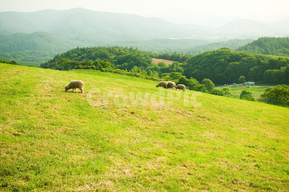 양,양떼,양떼목장,들판,풍경,초원,강원도,대관령,animal,목초지,옥외,nature,목장,field,동물,animal,포유류,mammal