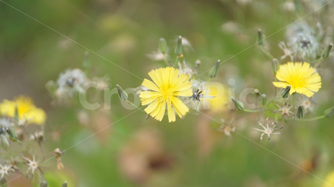 씀바귀,꽃,자연,식물,풀,플라워,flower,nature,감성,감성사진,스냅,스냅사진,snap,snapshot,풍경,landscape,꽃사진,접사,macro,봄,spring,계절,season,한국자연,korea,식물,자연,plants,nature,꽃,flower