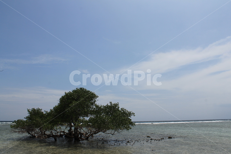 인도네시아,길리,해변,나무,나무해변,indonesia,gili,beach,beachandtree,vacation,nature,sea,고즈넉