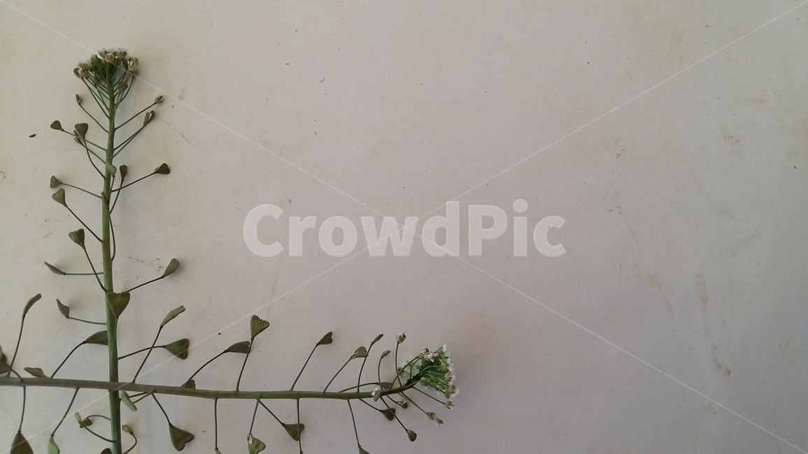 냉이,냉이꽃,봄냉이,봄,봄꽃,봄,계절,spring,season,식물,자연,plants,nature,꽃,flower,plant