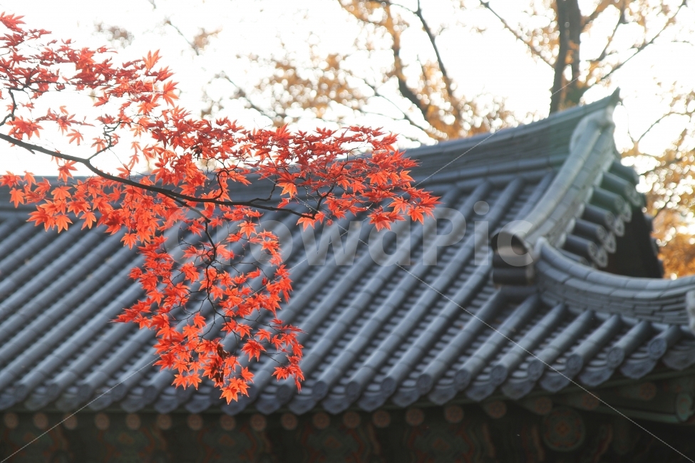 기와,단풍나무,단풍잎,가을사진,감성사진,가을,계절,fall,autumn,season,한국전통,한국문화,korean traditional,korean culture,식물,자연,plants,nature,건축물,건물외관,exterior,building,structure,architecture,construction,plant,leaf,잎,roof,지붕