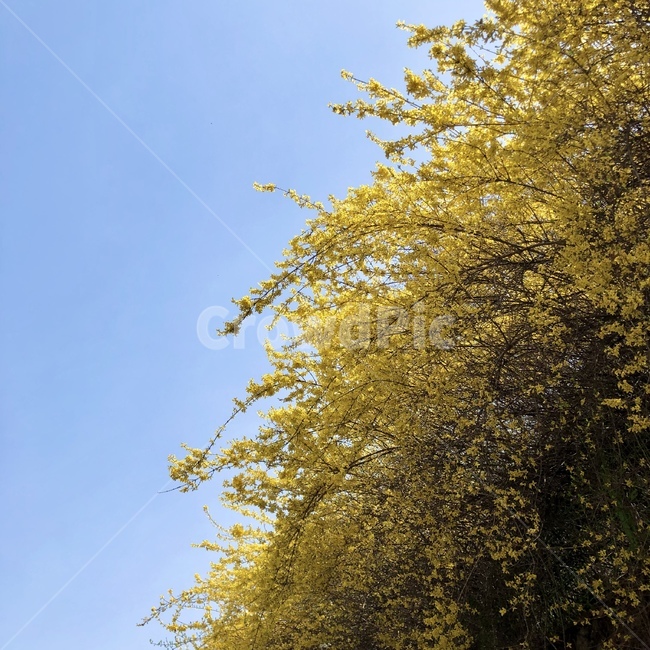 봄,꽃,나무,자연,개나리,봄꽃,4월,flower,spring