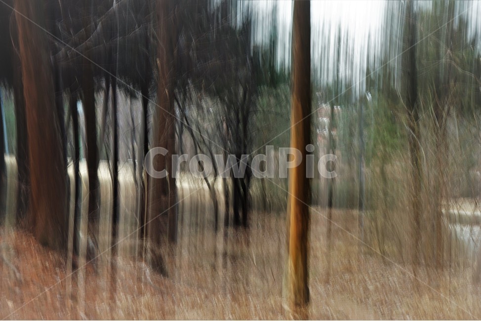 장노출,메타세콰이어숲,나무,자연,환상적,몽환적,자연,풍경,nature,landscape,tree,plant,식물,tree trunk,나무 줄기