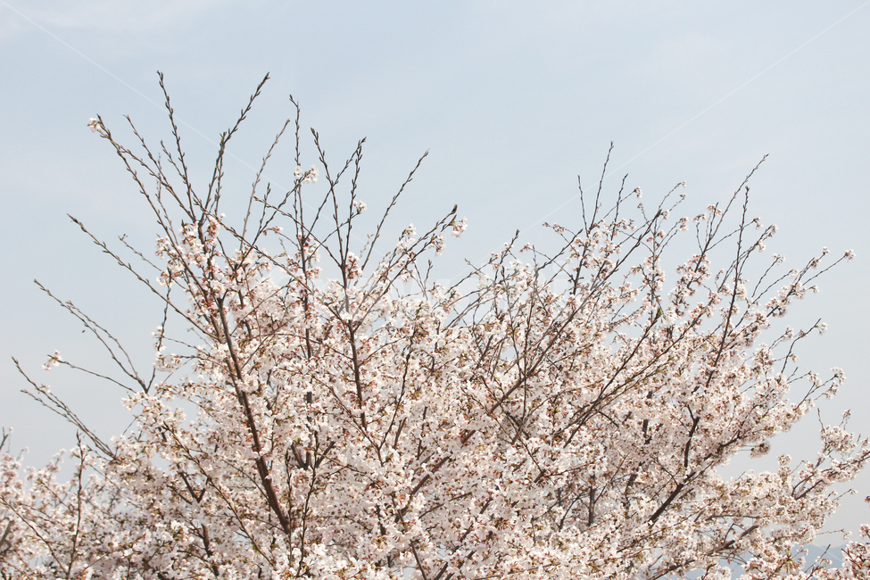 벚꽃,봄,spring,자연,식물,나무,벚꽃나무,벚꽃페스티벌,벚꽃놀이,봄소풍,나들이,flower,하늘,sky,체리블라썸,cherryblossom