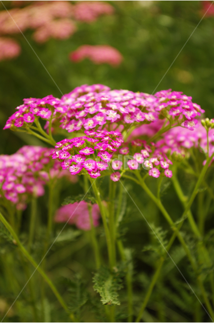 톱풀,꽃,식물,flower,color,nature,자연,꽃밭,식물,자연,plants,nature,꽃,flower