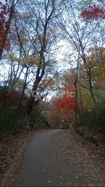 가을,산길,단풍,낙엽,풍경