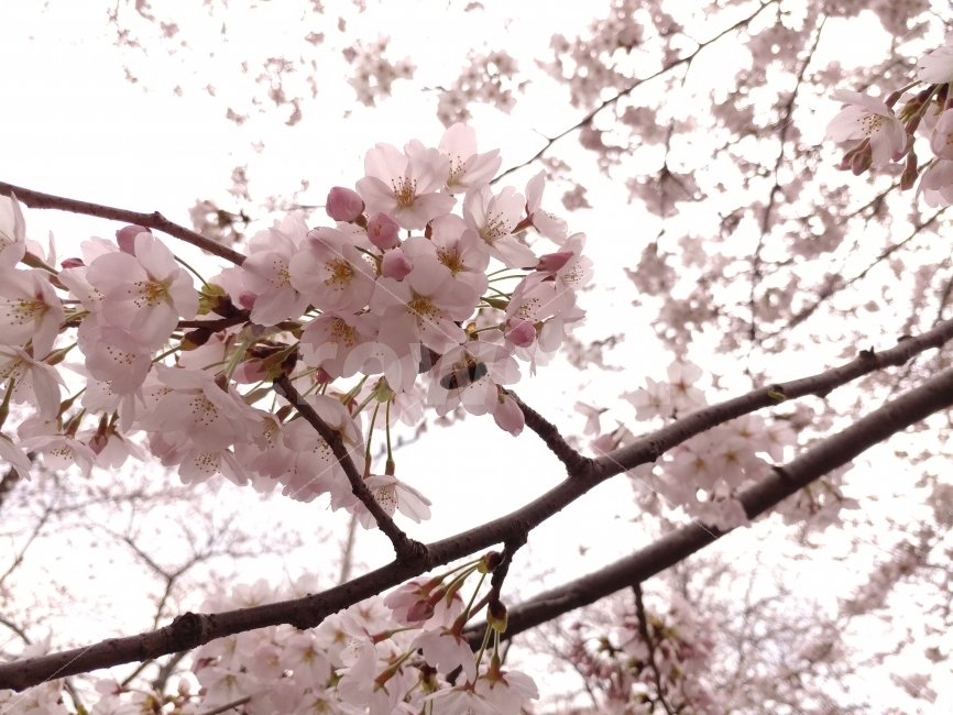 봄,벚꽃,군항제,꿀벌,만개,분홍,봄,계절,spring,season,식물,자연,plants,nature,꽃,flower,plant,blossom