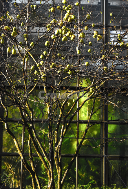모과,과일,가을,열매,유리창,나무,모과나무,식물,자연,plants,nature,나무,trees,wood,과일,열매,fruit