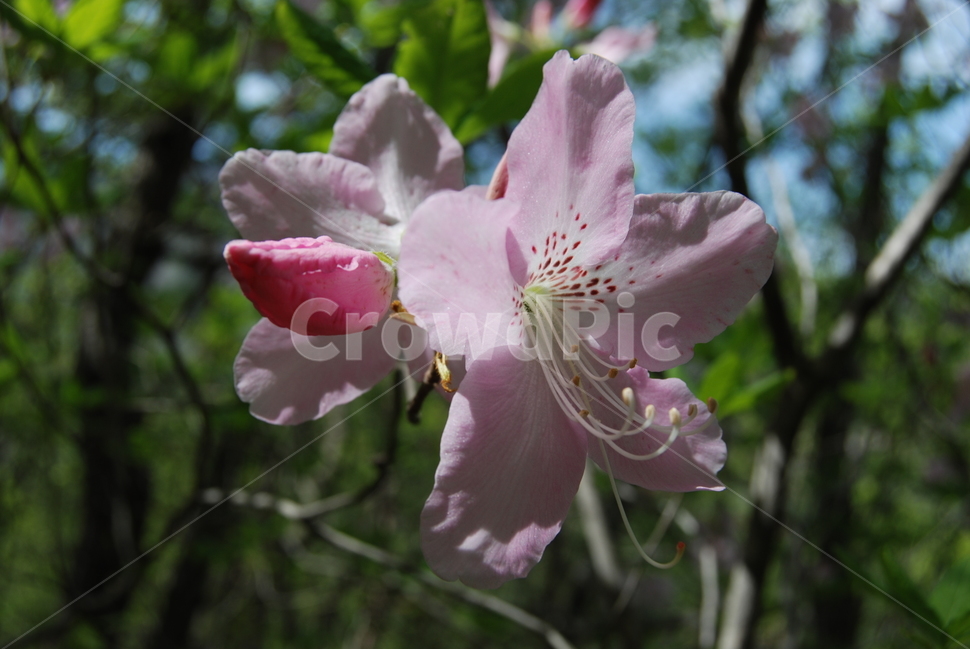 도락산,자연,봄,공원,들꽃,식물,자연,plants,nature,꽃,flower
