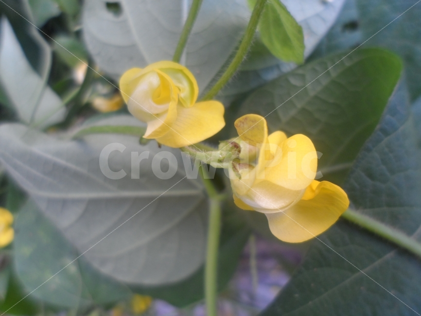 꽃,노랑,가을,힘차게,길,식물,자연,plants,nature,꽃,flower