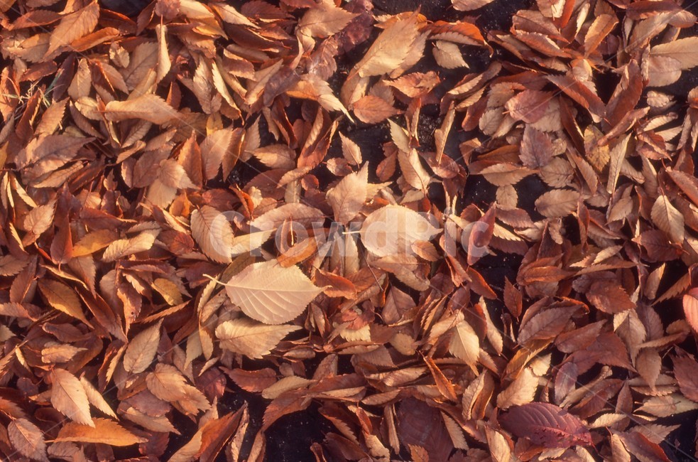 plant,식물,leaf,잎,낙엽,가을,fall,나무,tree,가을,계절,fall,autumn,season