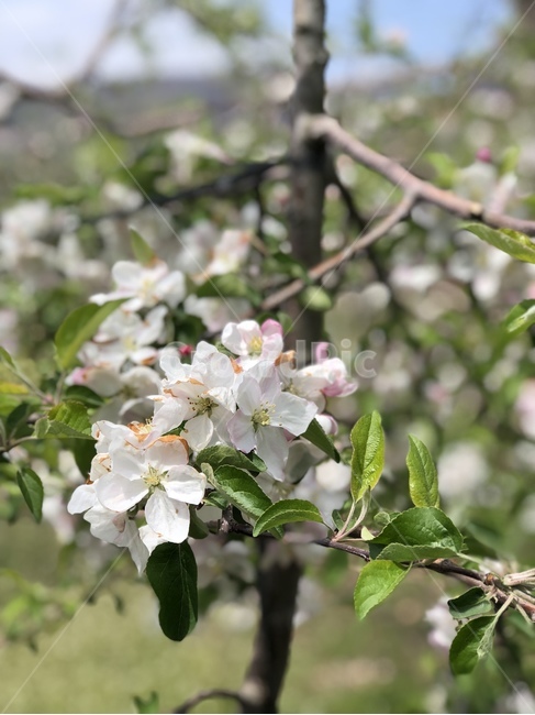 사과나무,사과꽃,나무,사과,blossom,꽃,flower