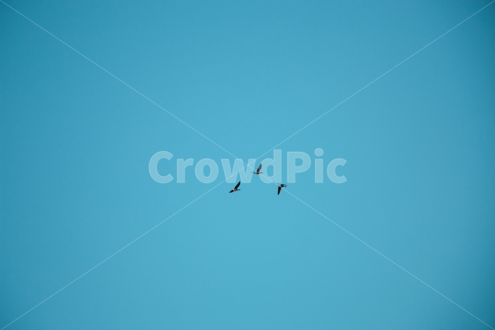 하늘,새,자연,세마리,세개,동물,animal,조류,새,birds