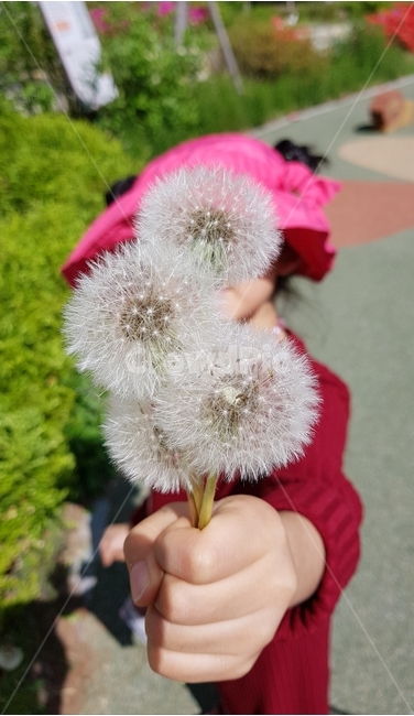 봄,홀씨,식물,민들레,plant,dandelion,spring,식물,자연,plants,nature
