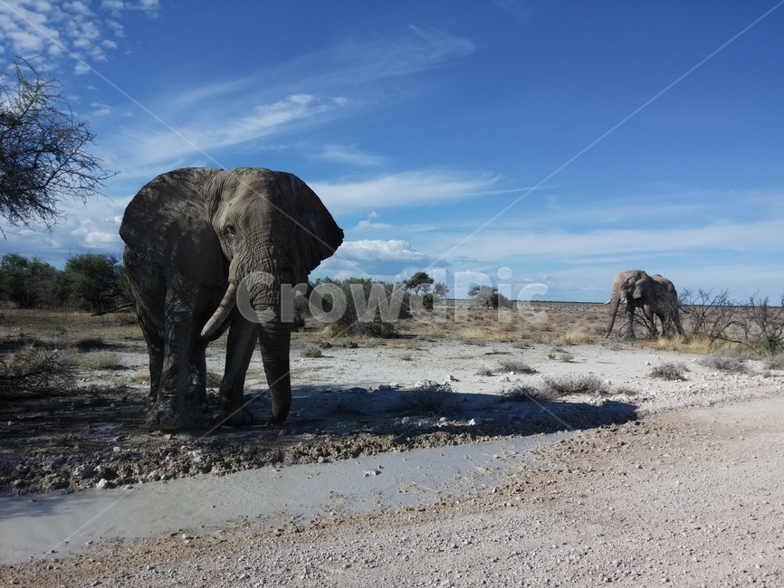 에토샤,코끼리,파란하늘,etosha,elephant