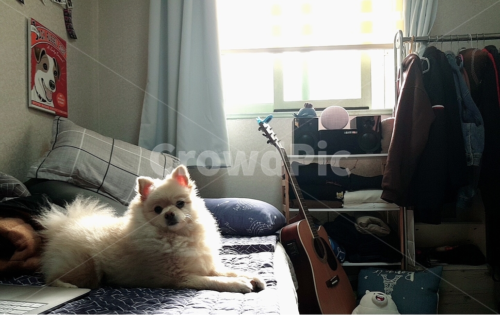 강아지,개,dog,애완동물,폼피츠,포메라니안,동물,animal,포유류,mammal,개,강아지,dog,doggy