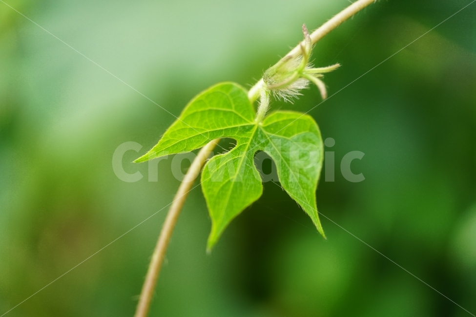 식물,자연,이파리,호박잎,plant,plants,nature,줄기,가을,계절,season,감성,감성사진,힐링,힐링사진,스냅,스냅사진,스넵,스넵사진,느낌,분위기,feel,feeling,autumn,fall,9월,풍경,landscape,한국의자연,한국자연,덩굴,덩굴식물,그린,green,푸른,푸르다,푸르스름한,녹색,korea,식물,자연,plants,nature