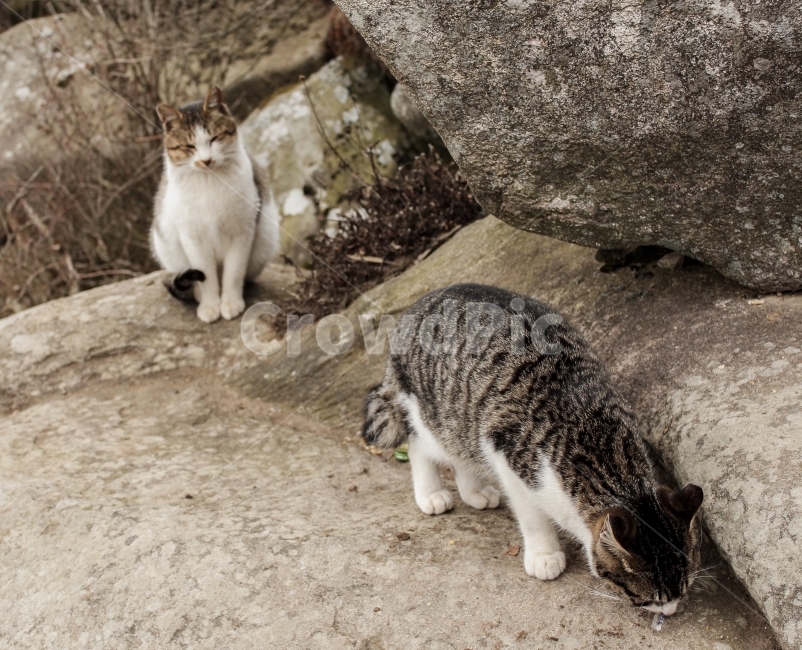 고양이,동물,Cat,Nature,야옹이,동물,animal,포유류,mammal,고양이,cat,kitten,kitty