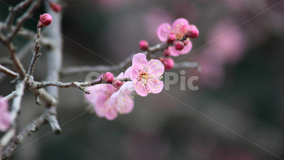 매화,홍매화,식물,japaneseapricot,prunusmume,봄꽃,봄,식물,자연,plants,nature,꽃,flower