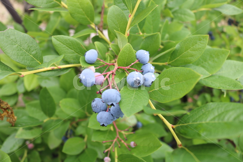 블루베리,나무,열매,잎,과일,자연,식물,식물,자연,plants,nature,과일,열매,fruit