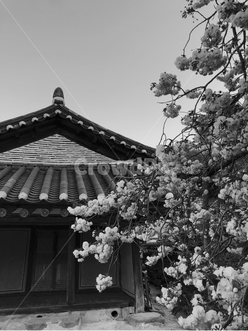 개심사,왕벚꽃,서산,아침,꽃,벚꽃,흑백,한국전통,한국문화,korean traditional,korean culture,식물,자연,plants,nature,꽃,flower,흑백,모노톤,monochrome,black and white