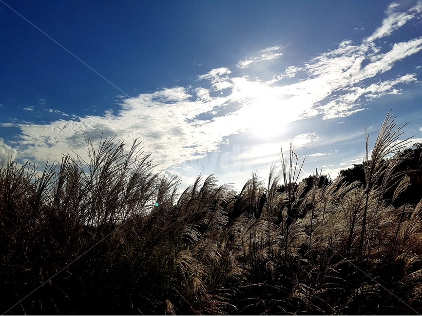 영인산,억새,하늘,가을,풍경,해,뭉게구름,가을,계절,fall,autumn,season,자연,풍경,nature,landscape,grass,잔디,plant,식물,lawn,reed,갈대