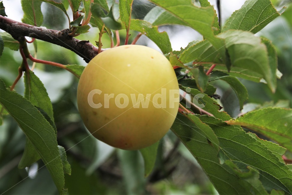 자두,자두나무열매,오얏,자도,과일,재배종,식물,자연,plants,nature,과일,열매,fruit