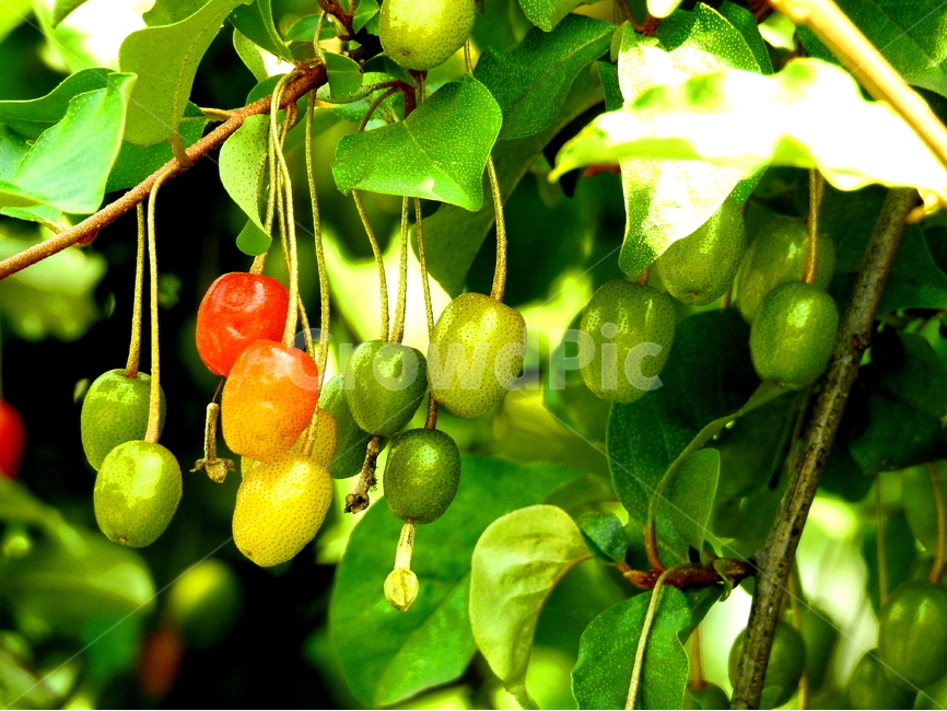 식물,plant,과일,열매,자연,식물,자연,plants,nature,과일,열매,fruit
