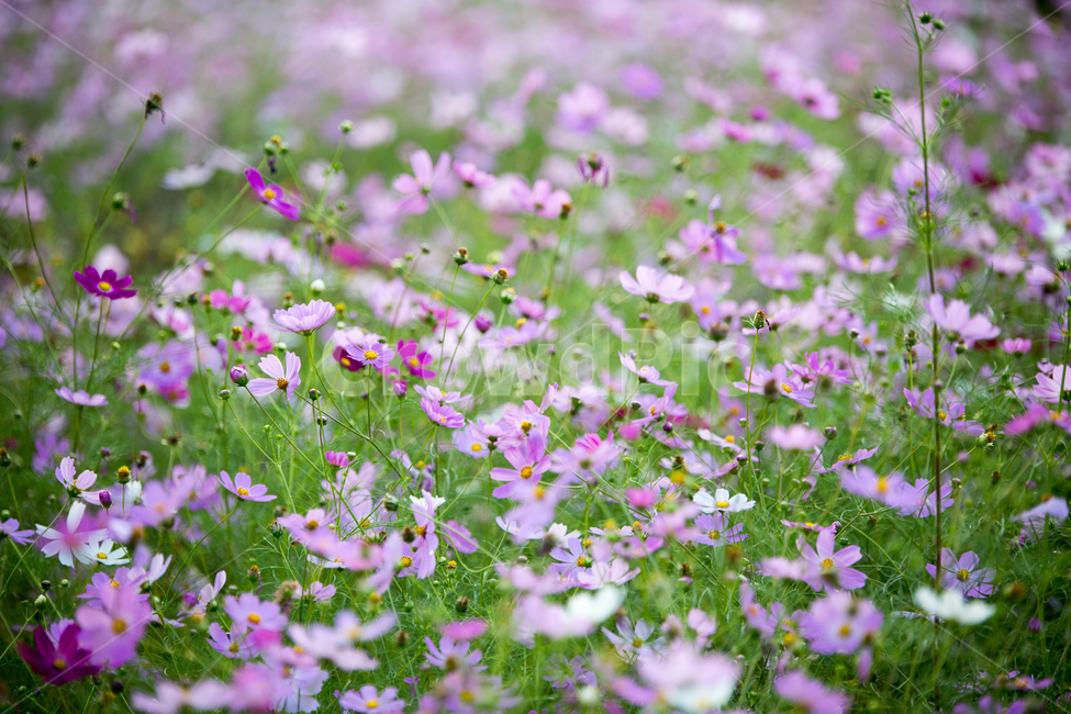 plant,식물,flower,꽃,blossom,코스모스,cosmos,가을,계절,fall,autumn,season,식물,자연,plants,nature,꽃,flower,grassland,목초지,outdoors,옥외,field,들,farm,농장,rural,농촌,meadow