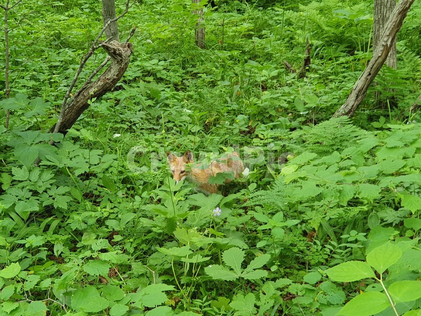 자연,nature,plant,식물,여우,fox,동물,animal