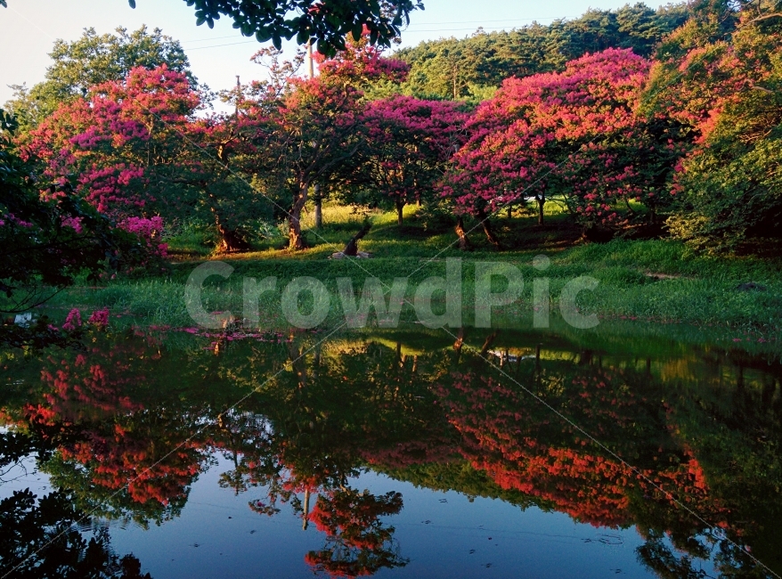 여름,담양,명옥헌원림,꽃,배롱나무꽃,백일홍,꽃사진,자연,풍경,nature,landscape,outdoors,옥외,water,물