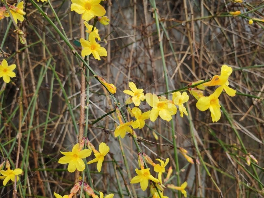 영춘화,중국원산,개나리의꽃,노란꽃,개나리,봄,봄꽃,blossom,plant,식물,flower,꽃