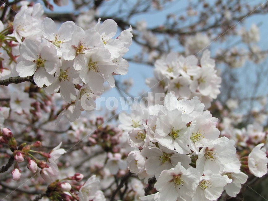 봄,벚꽃,cherryblossom,flowers,봄꽃,벚꽃나무,계절,spring,식물,자연,plants,nature,wood,trees,감성,blossom,식물,자연,plants,nature,꽃,flower