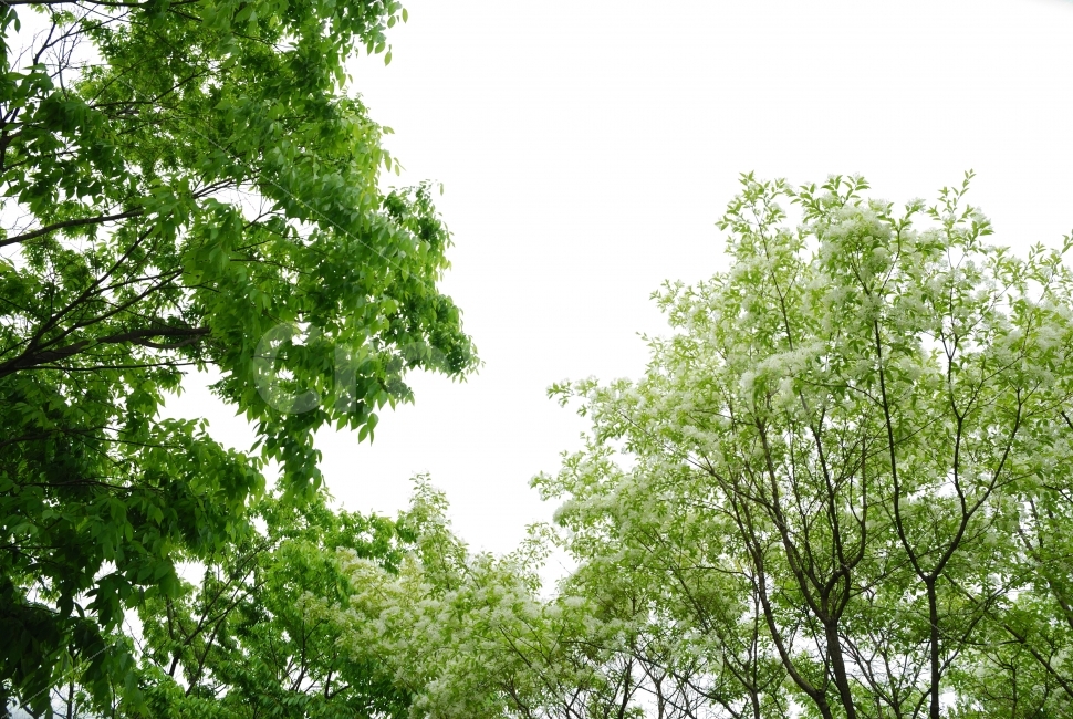 나무,조경,하늘,하얀,배경,꽃,자연,식물,나뭇잎,공원,산,오후,축제,자연,풍경,nature,landscape,vegetation,초목,plant,tree,forest,숲,woodland,삼림지,land,땅,outdoors,옥외