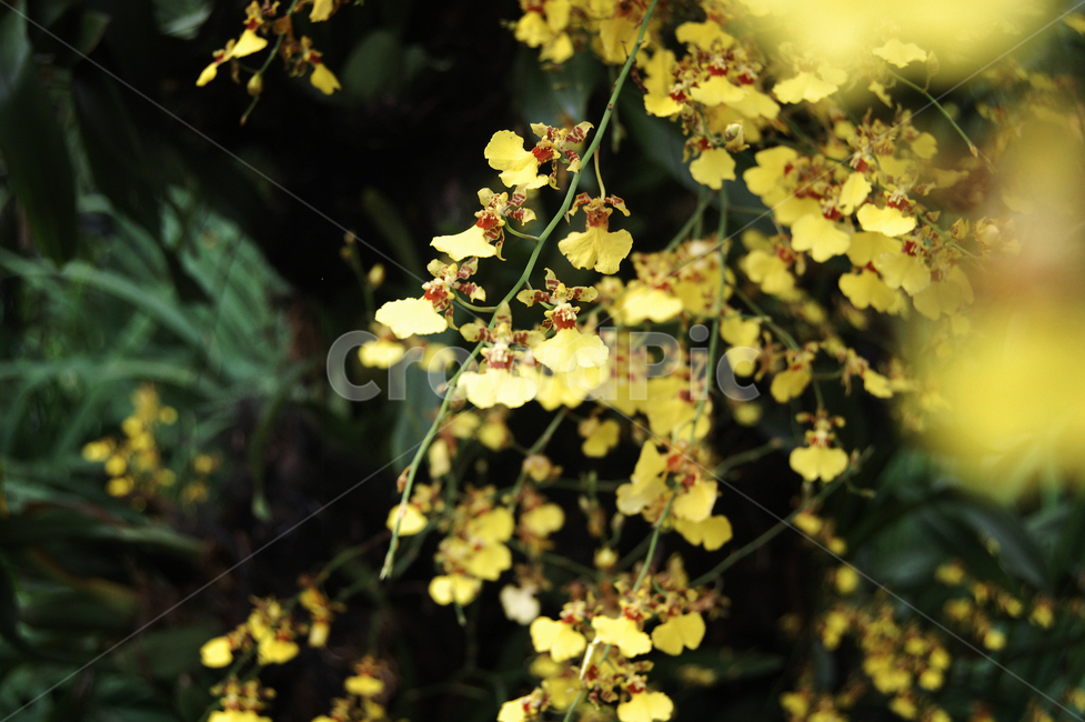 꽃,plant,orchid,난,yellow,식물,식물,자연,plants,nature,꽃,flower