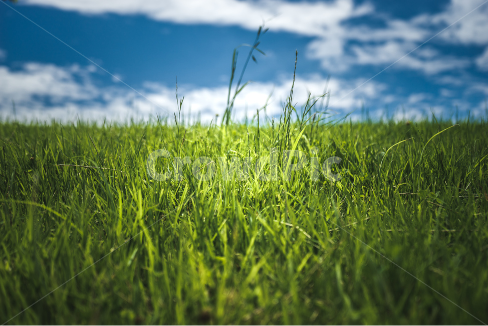 잔디,하늘,구름,풀,여름,공원,식물,자연,sky,cloud,plants,summer,grass,beautiful,nature,park,식물,자연,plants,nature